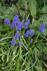 la floraison printanière des muscaris bleus