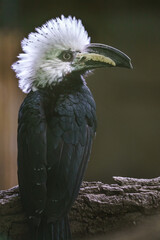 White-crested hornbill
