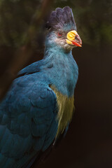 Great blue turaco