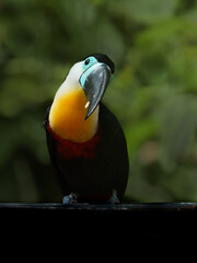 Channel-billed toucan
