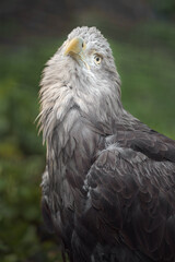 White-tailed eagle