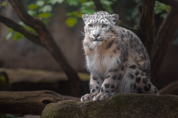 Fototapeta na wymiar Snow leopard (Irbis)