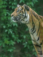 Sumatran tiger