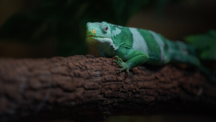 Fiji banded iguana