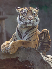 Sumatran tiger
