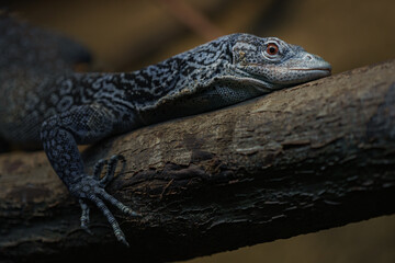 Blue Speckled Tree Monitor