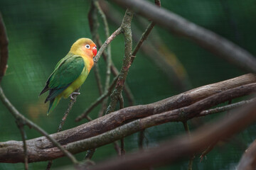 Fischer's lovebird
