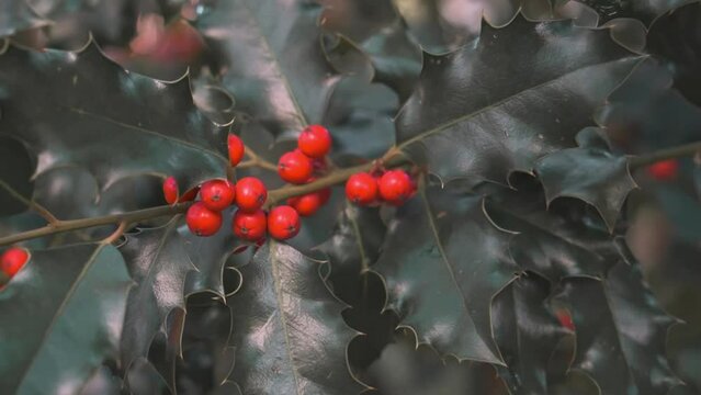 Spriessen Images – Browse 2,149 Stock Photos, Vectors, and Video ...