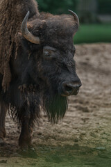 American bison