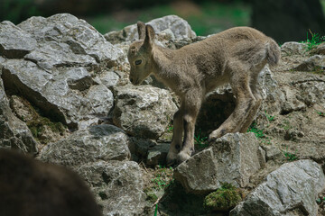Siberian ibex