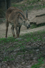 Siberian ibex