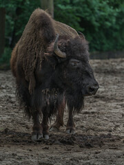 American bison