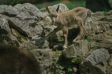 Naklejka na ściany i meble Siberian ibex