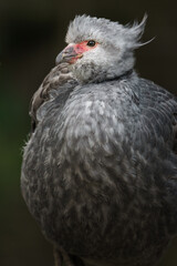 Southern screamer