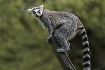 Naklejka premium Ring-tailed lemur