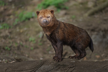 Bush dog