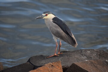 Nycticorax nycticorax - Socó-dorminhoco
