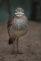 Eurasian Stone-curlew