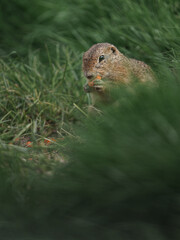 European ground squirrel