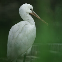 Eurasian spoonbill