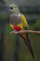 Burrowing parrot