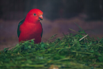 Australian king parrot