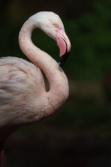 Greater flamingo
