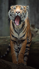 Sumatran tiger