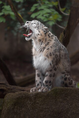 Snow leopard (Irbis)