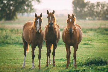 Fototapeta premium horses grazing in a field