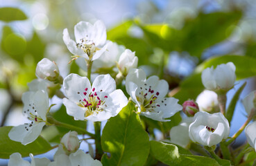 Macro shot of white pear blossom isolated on green background.