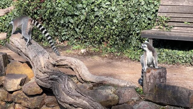 The cute and funny ring-tailed lemur. Stock video clip. 4K
