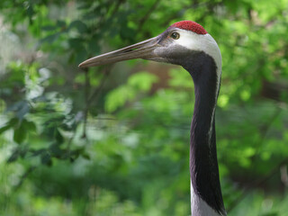 Red-crowned crane