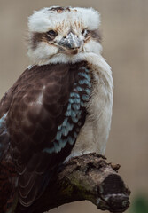 Laughing kookaburra