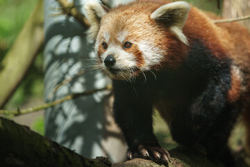 Red panda