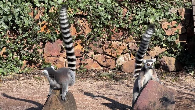 The cute and funny ring-tailed lemur. Stock video clip. 4K
