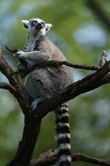 Ring-tailed lemur