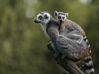 Ring-tailed lemur © Josef
