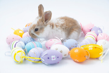 Fluffy rabbit in a basket with easter eggs isolated on white. Easter Bunnies.