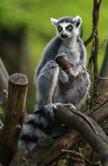 Ring-tailed lemur