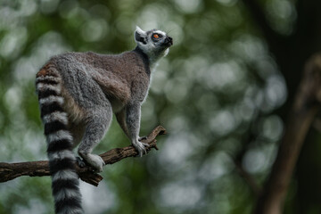 Ring-tailed lemur © Josef