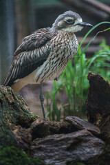 Bush Thick-knee