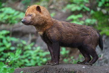 Bush dog