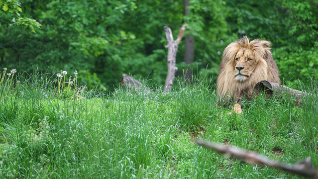 Katanga Bilder Durchsuchen 401 Archivfotos, und Videos