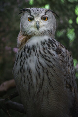 Eurasian eagle-owl