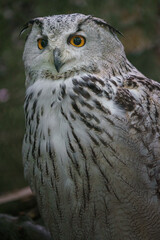 Eurasian eagle-owl