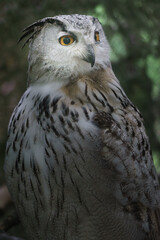 Eurasian eagle-owl