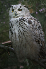 Eurasian eagle-owl