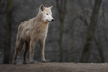 Arctic wolf