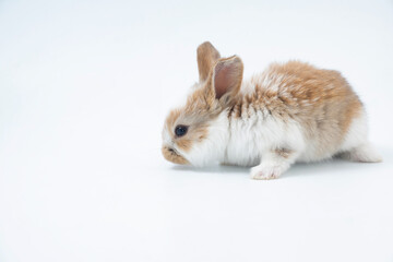 Fluffy rabbit in a basket with easter eggs isolated on white. Easter Bunnies.